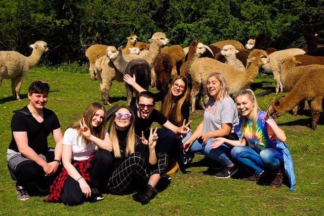 2-Hour Alpaca Farm Experience in Kenilworth - Photo 1 of 11